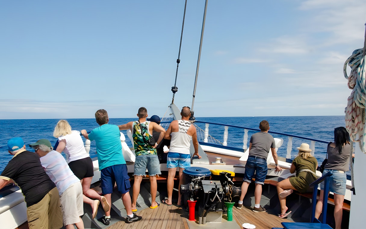 Tourists on a boat searching for whales and dolphins during a No-Chase Whale and Dolphin Cruise.