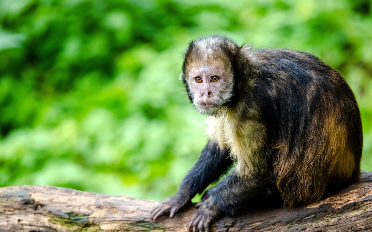Capuchin monkey sitting on a tree branch in a lush green forest.
