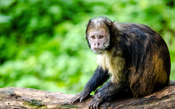Capuchin monkey sitting on a tree branch in a lush green forest.