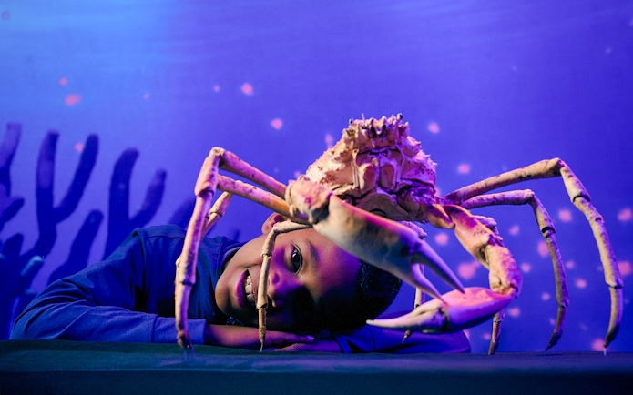 Child observing a large crab at Melbourne Museum exhibit.