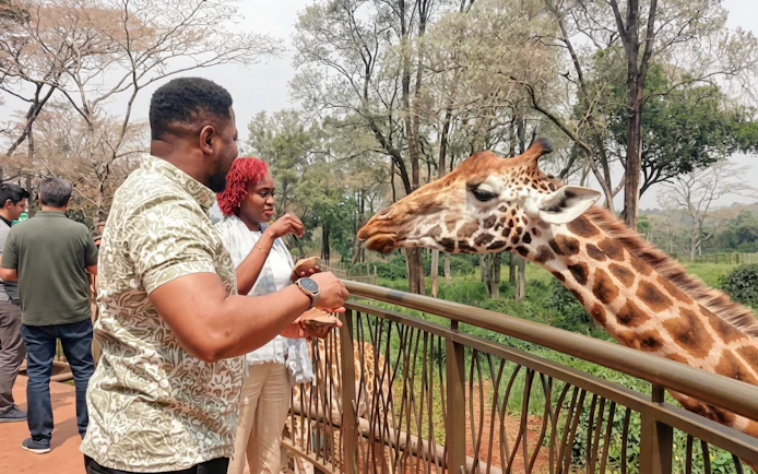 Couple feeding giraffes at the Giraffe Centre in Nairobi.