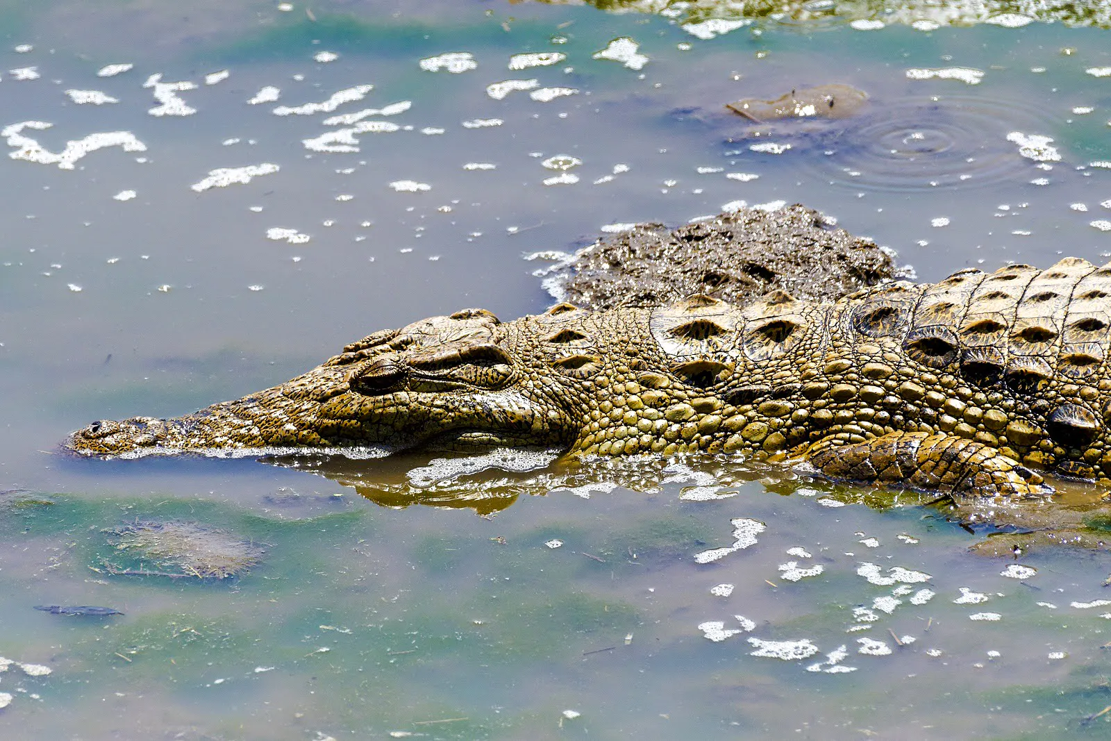 Crocodile in Lake Nakuru during 4-day safari from Nairobi.