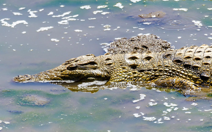 Crocodile in Lake Nakuru during 4-day safari from Nairobi.