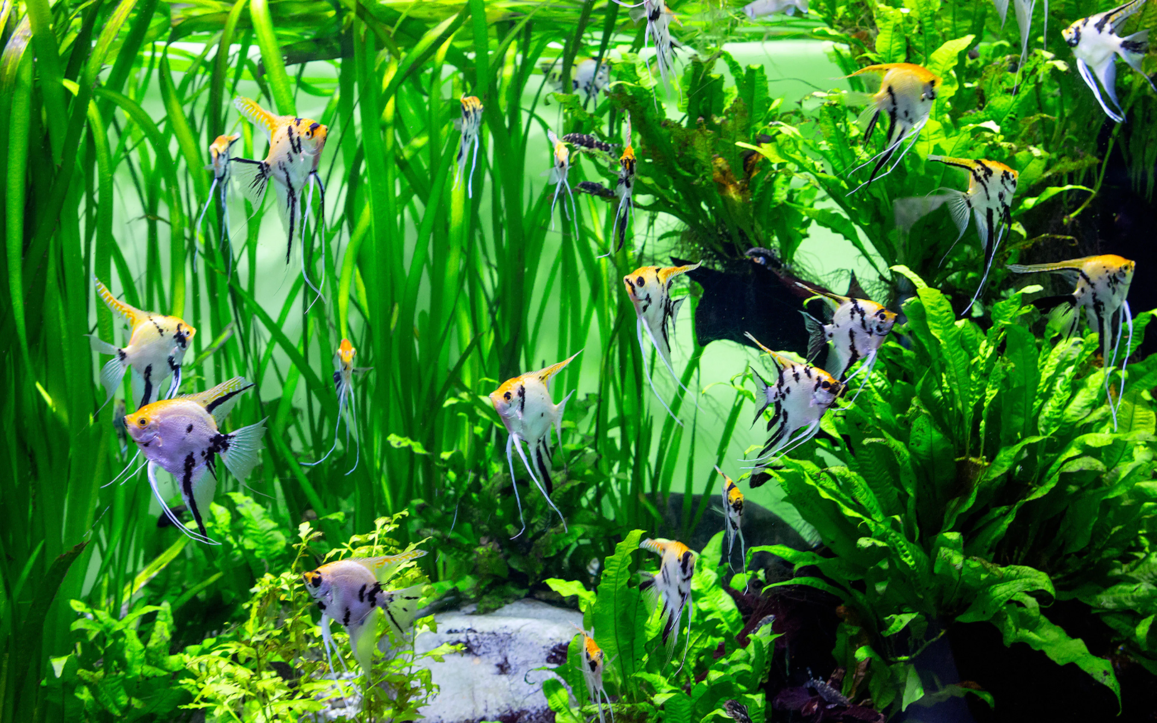 Tropical fish swimming among lush plants at Amazonia Life Aquarium, Sea Life Aquarium Verona.