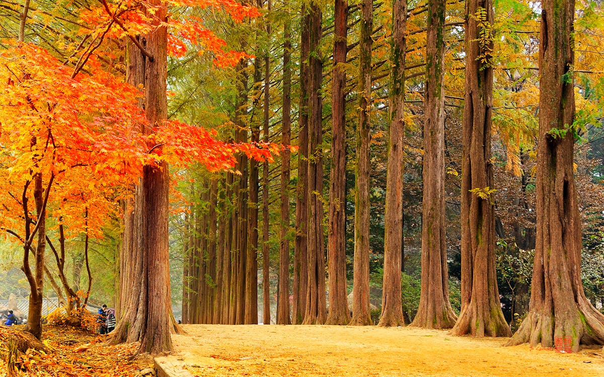 full-day guided tour of nami island and mount seorak with transfers-5 full-day guided tour of nami island and mount seorak with transfers-5
