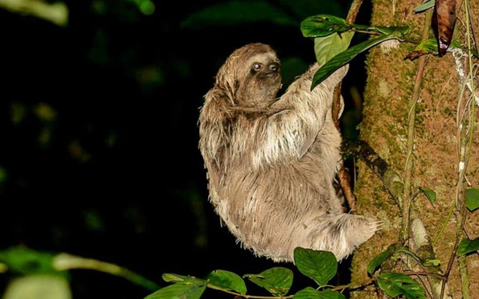 Sloth climbing a tree during a jungle night walk in Manuel Antonio.