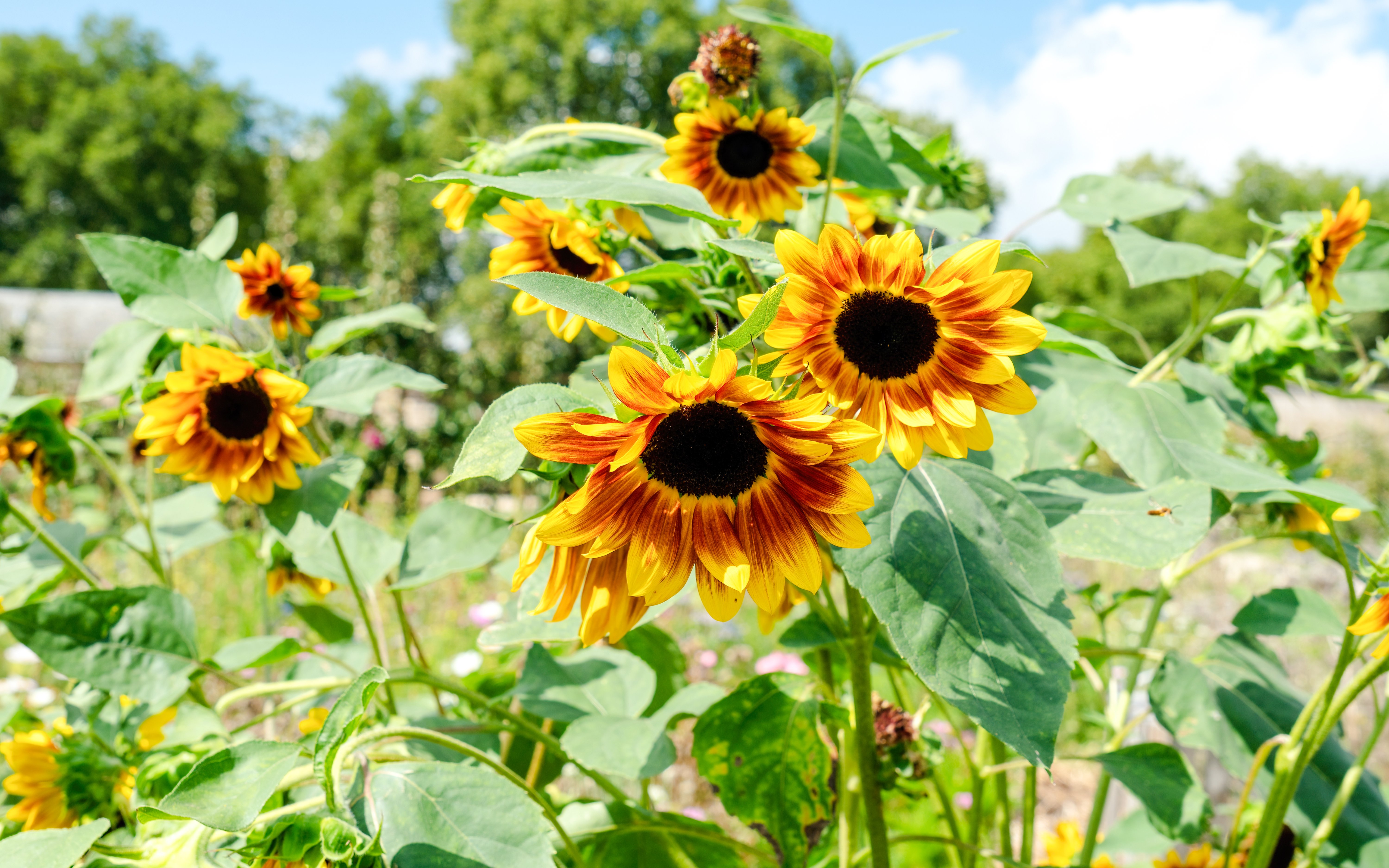 Sunflowers blooming in Potager du Roi garden, Versailles.