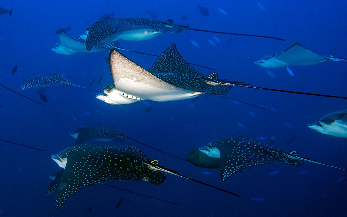 Spotted eagle rays swimming in the ocean.