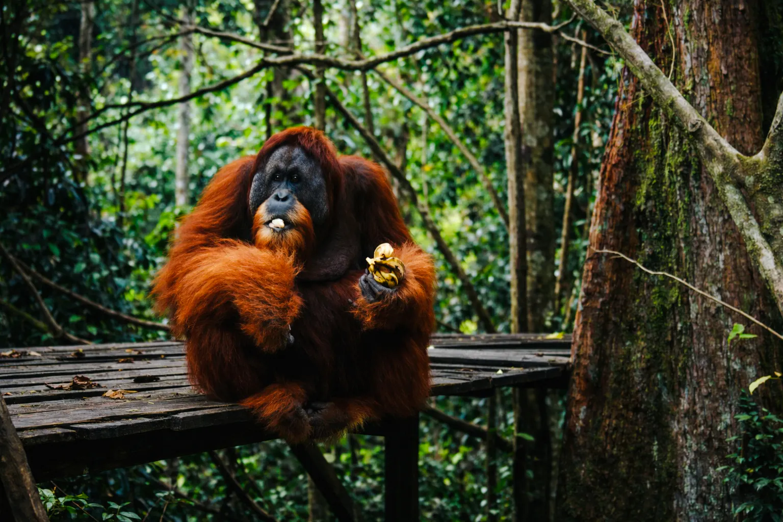 Orangutan holding fruit on a wooden platform in Bukit Lawang jungle, Medan.