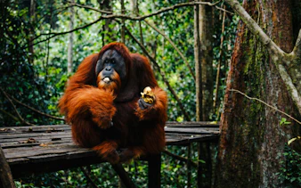 Orangutan holding fruit on a wooden platform in Bukit Lawang jungle, Medan.