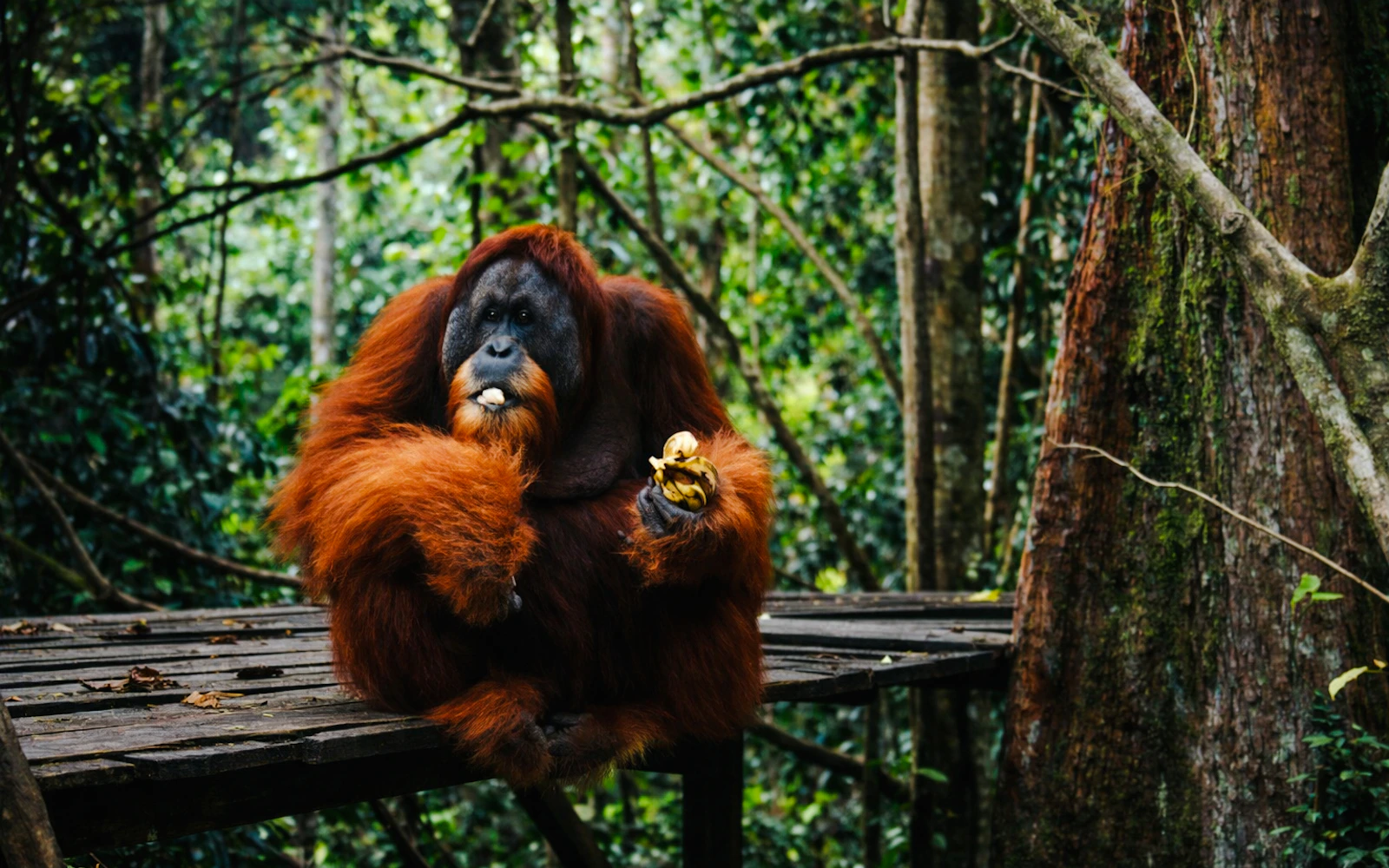 From Medan: Bukit Lawang Guided Orangutan Jungle Trek Day Trip