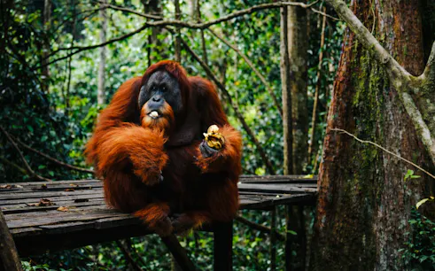 Orangutan holding fruit on a wooden platform in Bukit Lawang jungle, Medan.