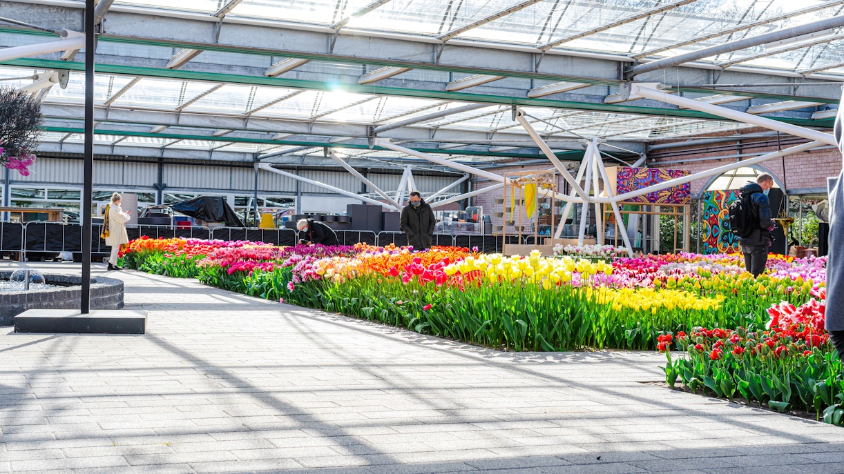 Tulip display inside the pavilion at Keukenhof Gardens, Netherlands.