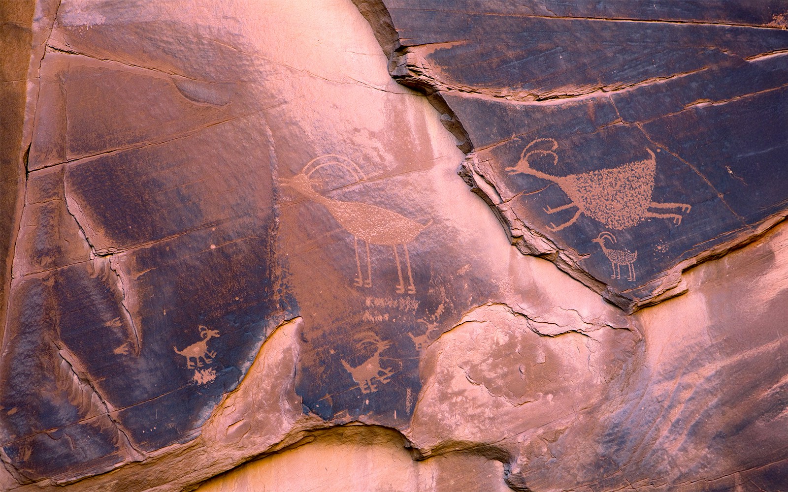 Ancient Anasazi petroglyphs depicting animals at Monument Valley, Utah, USA.