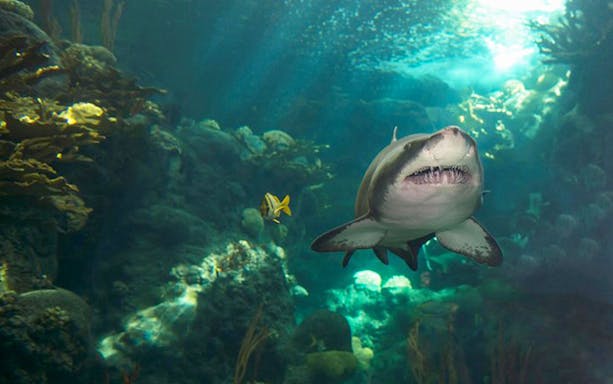 Shark swimming in an aquarium tank at The Florida Aquarium, Tampa.