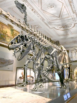 Dinosaur skeleton exhibit at Natural History Museum Vienna.