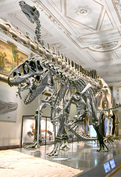 Dinosaur skeleton exhibit at Natural History Museum Vienna.