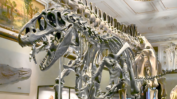 Dinosaur skeleton exhibit at Natural History Museum Vienna.