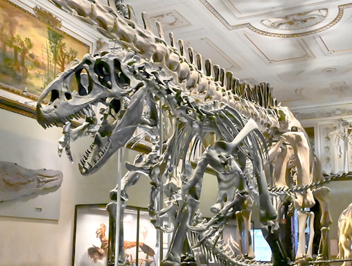 Dinosaur skeleton exhibit at Natural History Museum Vienna.
