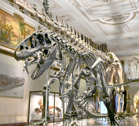 Dinosaur skeletons displayed in Natural History Museum Vienna exhibit hall.