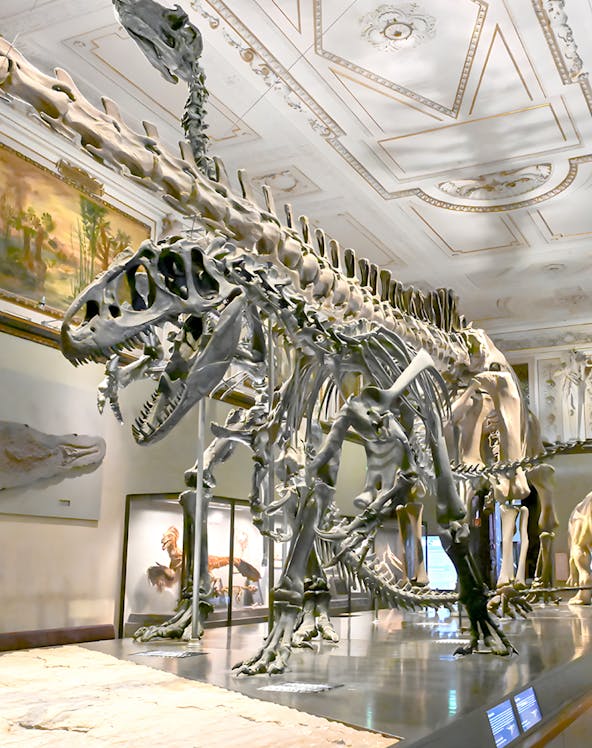 Dinosaur skeleton exhibit at Natural History Museum Vienna.