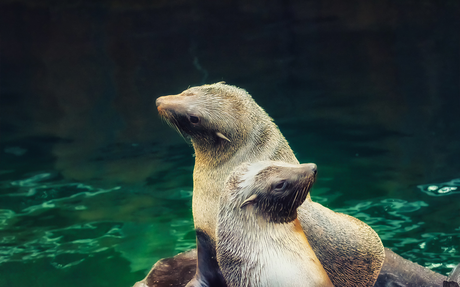Seals in the Temperate Section at Langkawi Underwater World.