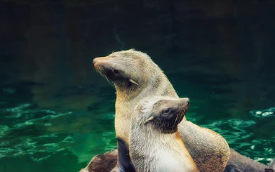Seals in the Temperate Section at Langkawi Underwater World.