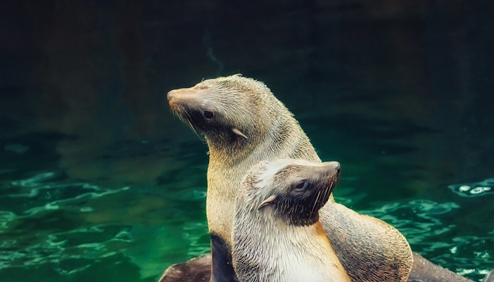 Temperate Section in Langkawi Underwater World