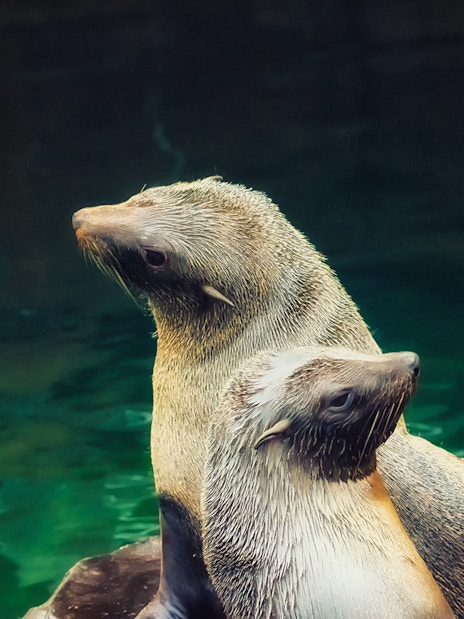 Seals in the Temperate Section at Langkawi Underwater World.