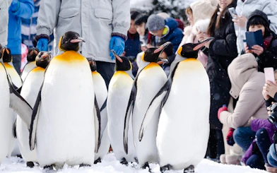 Penguins walking in snow at Asahiyama Zoo, Hokkaido, with visitors watching.