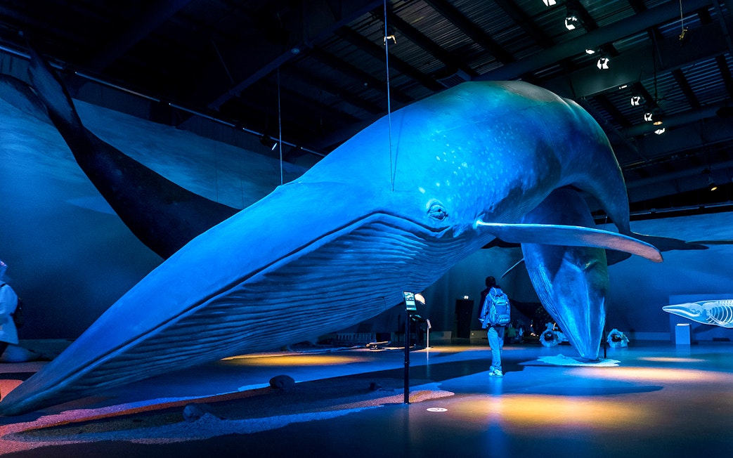 Whale exhibit at a museum in Reykjavik, part of Northern Lights sightseeing cruise.