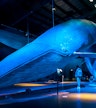 Exposition « Les baleines d'Islande » (avant ou après la croisière)