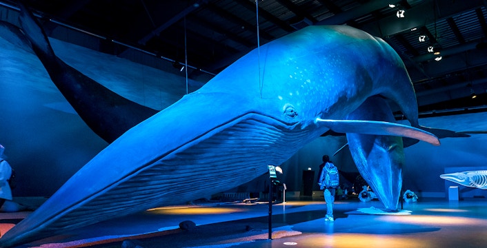 Backup plans are available for an aurora no-show.