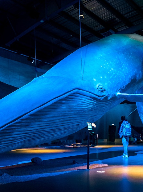 Whale exhibit at a museum in Reykjavik, part of Northern Lights sightseeing cruise.