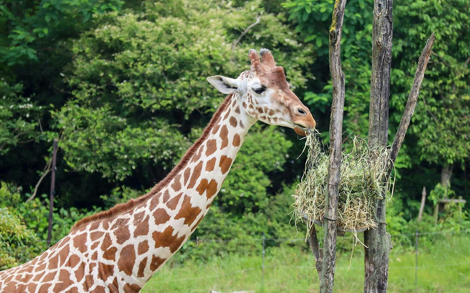 Giraffe eating hay at Tennoji Zoo, Osaka, Japan.