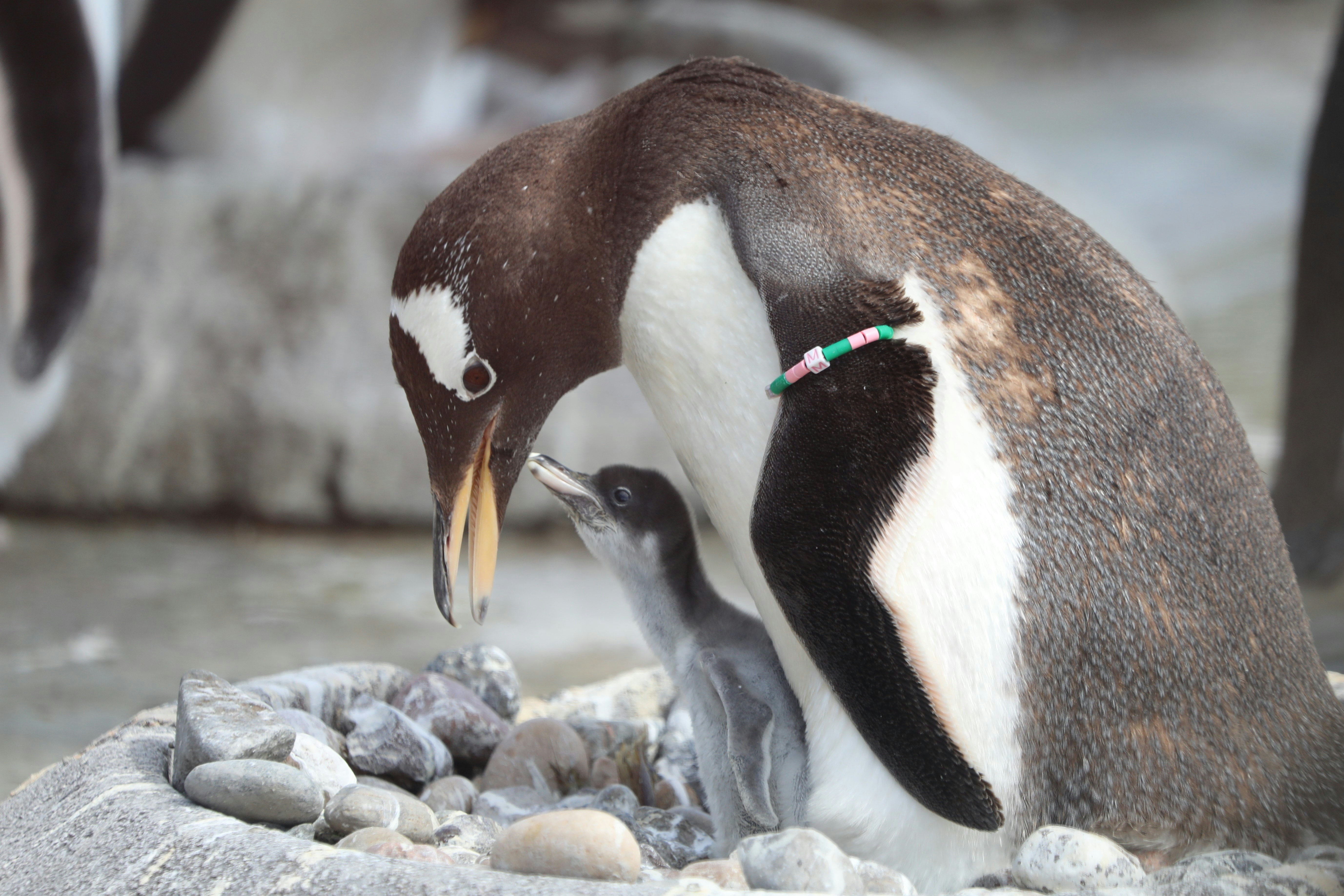 Gentoo penguin chick with muffin at Edinburgh Zoo.