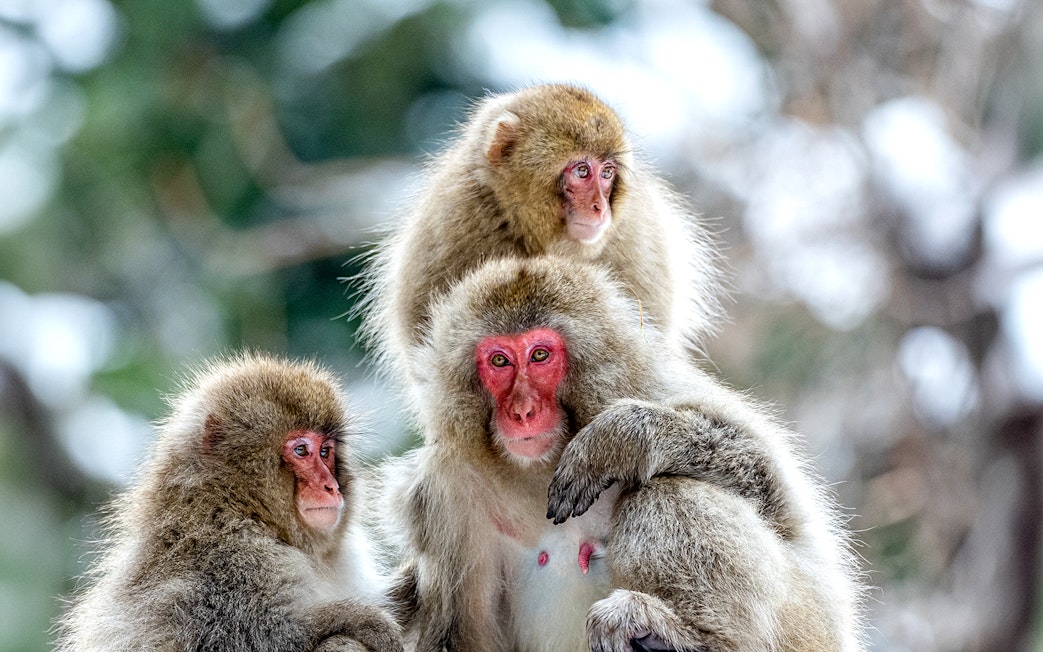Snow monkeys in Jigokudani, Nagano, Japan, huddled together in winter.