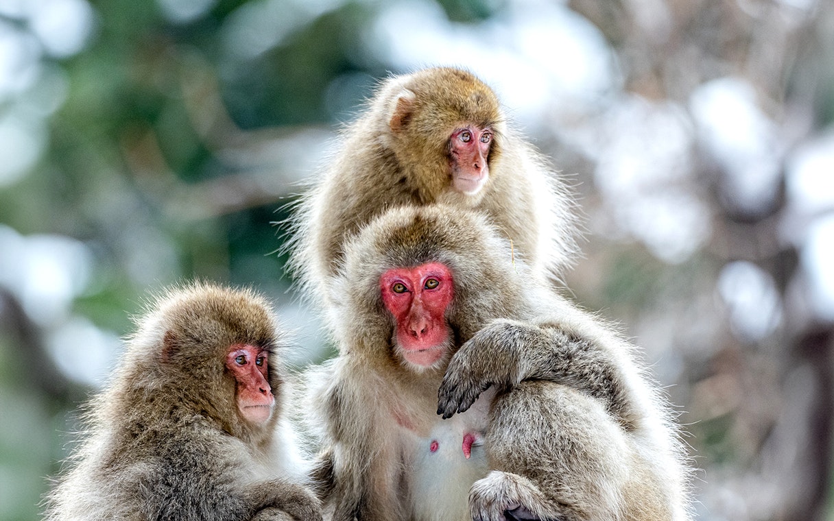 Snow monkeys in Jigokudani, Nagano, Japan, huddled together in winter.