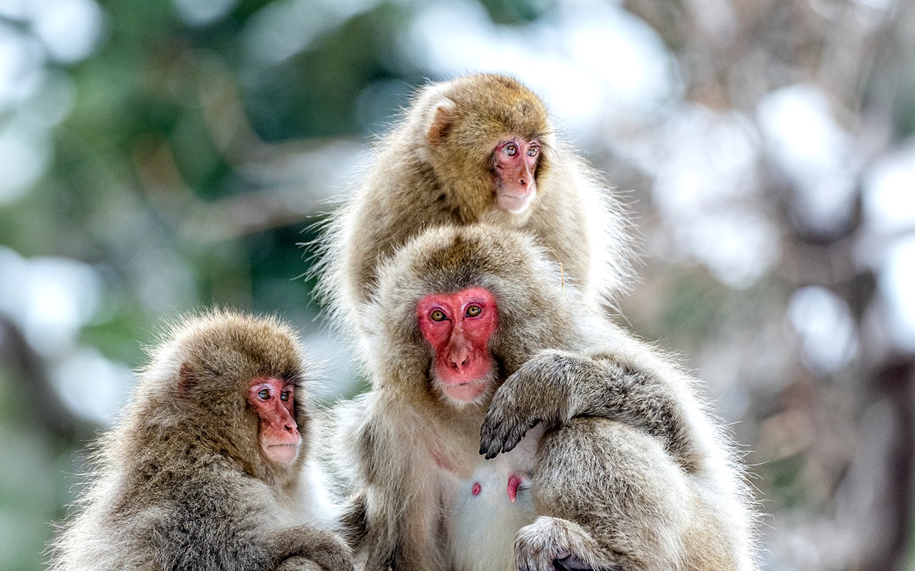 Tour di un giorno al parco dei macachi di Nagano e al parco Shiga Kogen Maruike — 2