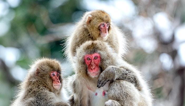 Snow monkeys in Jigokudani, Nagano, Japan, huddled together in winter.