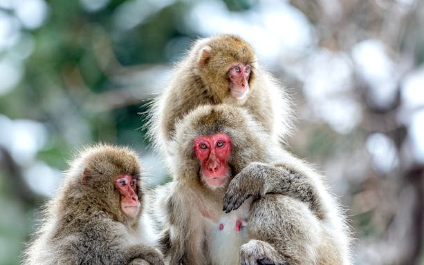 Snow monkeys in Jigokudani, Nagano, Japan, huddled together in winter.