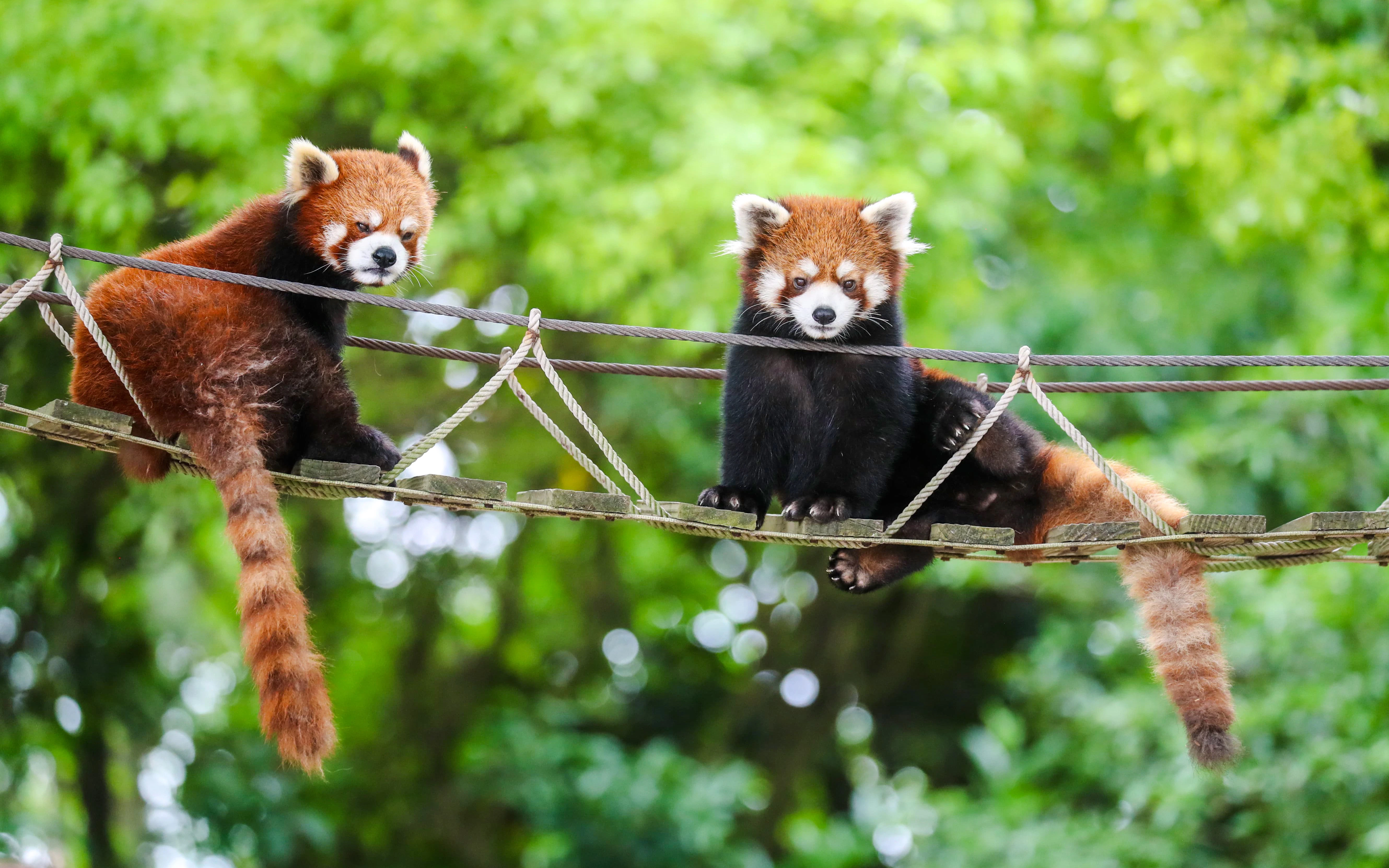 Red pandas on a rope bridge at Shanghai Wild Animal Park.
