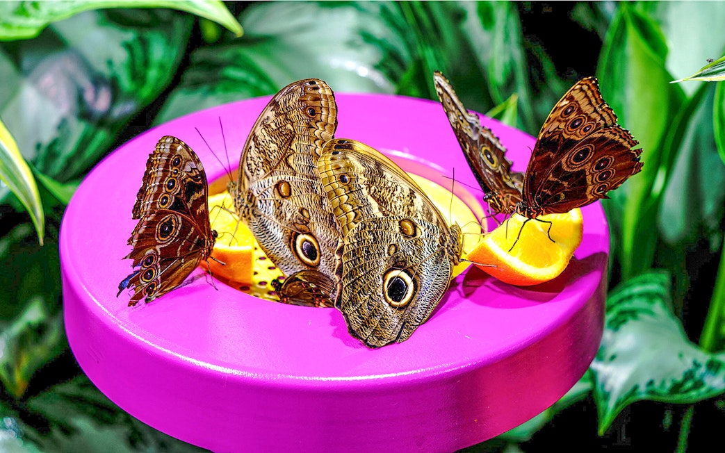 Butterflies feeding on fruit at the American Museum of Natural History exhibition.