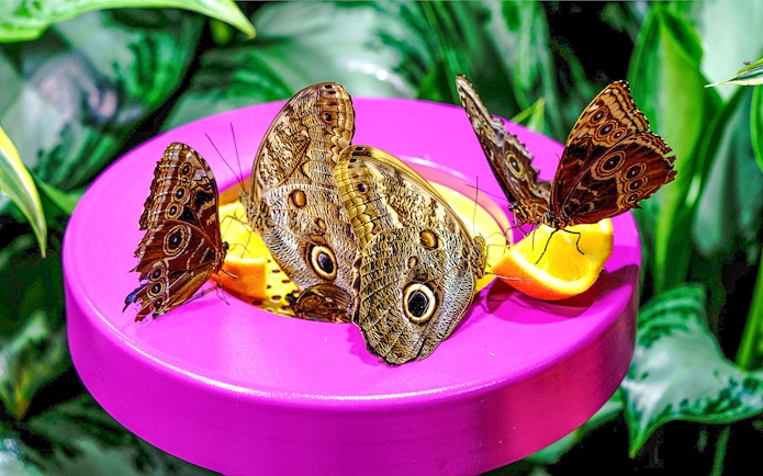 Butterflies feeding on fruit at the American Museum of Natural History exhibition.