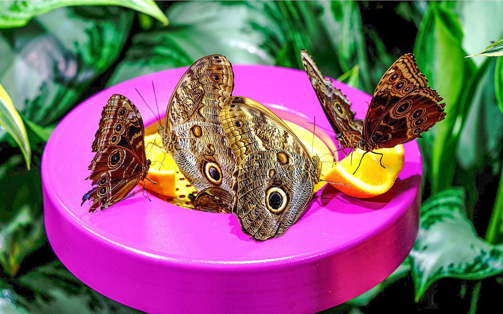 Davis Family Butterfly Vivarium exhibition inside American Museum of Natural History