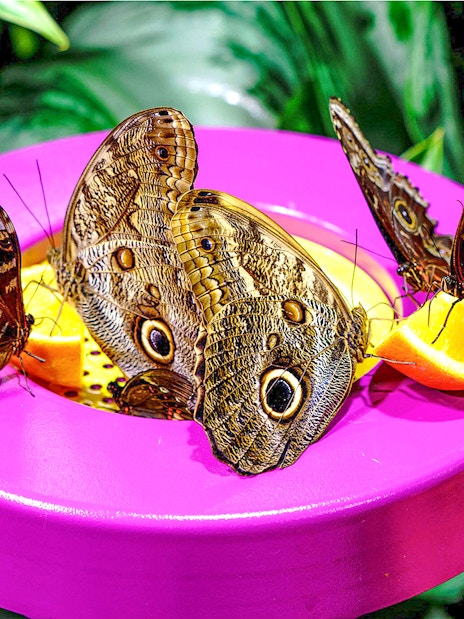 Butterflies feeding on fruit at the American Museum of Natural History exhibition.