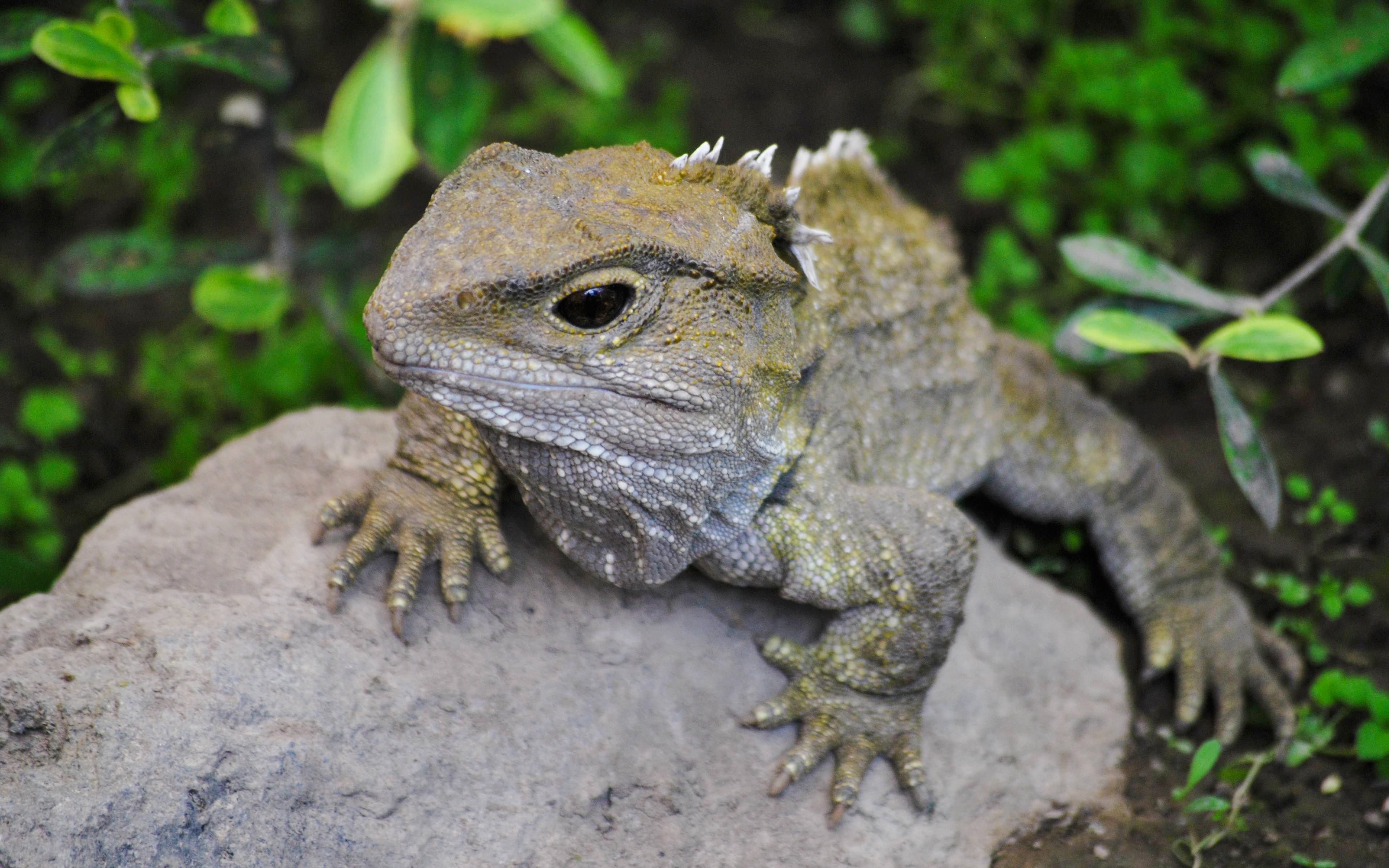 Tuatara resting on a rock surrounded by green foliage.