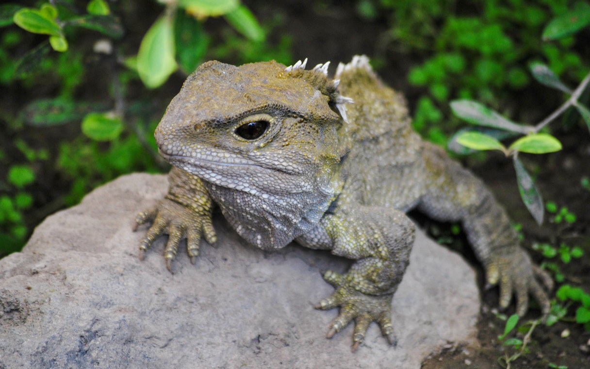 Tuatara resting on a rock surrounded by green foliage.