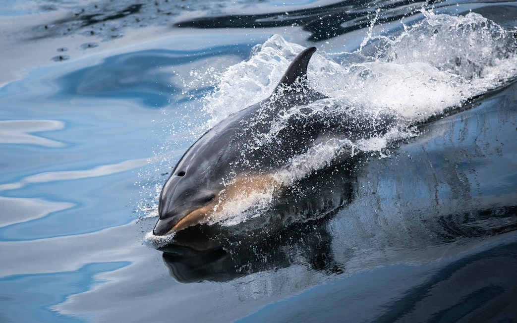 Dolphin swimming in Milford Sound fjord during cruise, New Zealand.