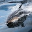 Bottlenose dolphins